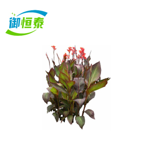 御恒泰兰焦5-10cm/棵