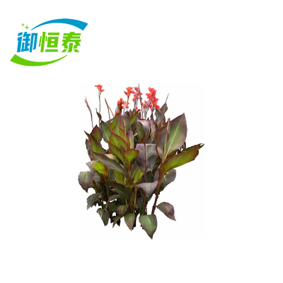 御恒泰兰焦5-10cm/棵