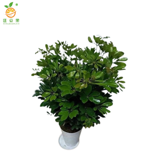 廷豪果 鸭掌木盆栽 胸径5-6cm /棵
