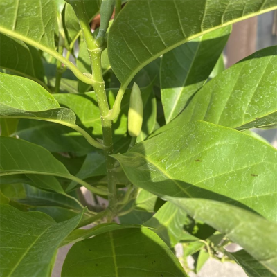 海铁科技白玉兰2.5-2.8米高/棵