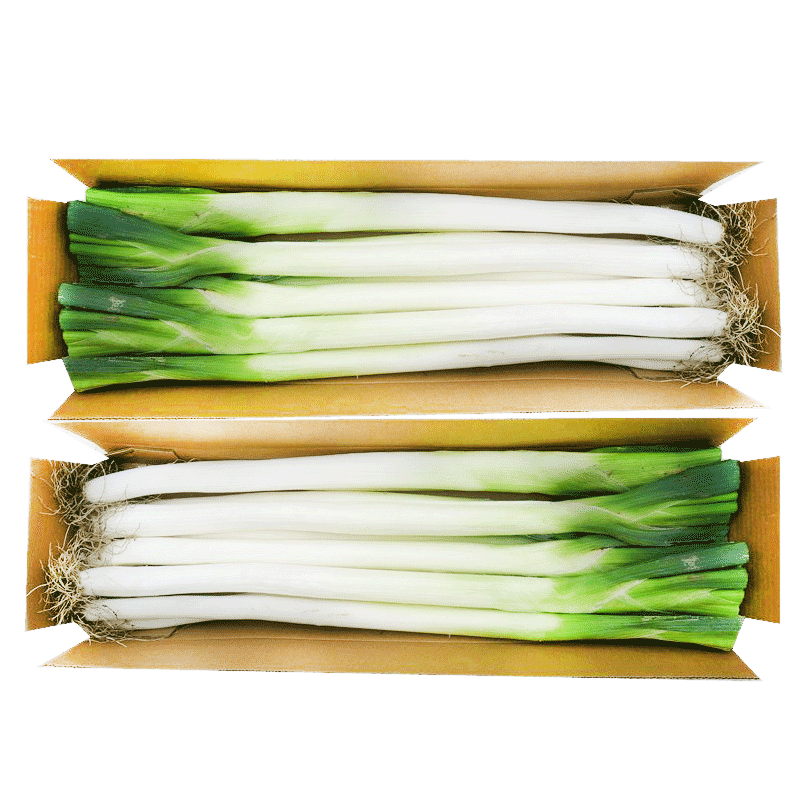 山东章丘大葱新鲜铁杆大葱长葱煎饼卷大葱甜葱蘸酱大葱 2.5kg