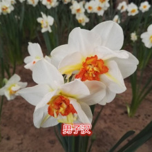 秋冬花卉图片 秋冬花卉图片大全 苏宁易购