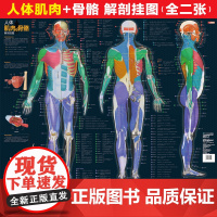 人体肌肉与骨骼解剖挂图 人邮体育解剖图谱编写组 人民邮电出版社 正版书籍
