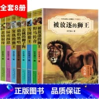 [正版]沈石溪动物小说全集8册 全套系列雪国狼王 被放逐的狮王的书 五六四年级小学生课外阅读书籍必读9-10-12-1