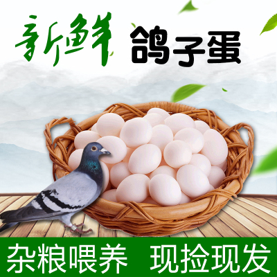 [西沛生鲜]新鲜鸽子蛋 50枚 17-22g/个 农家散养杂粮土鸽蛋白鸽蛋宝宝辅食鲜蛋