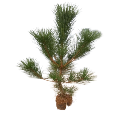 诚智旺 松树 Ф20mm/束
