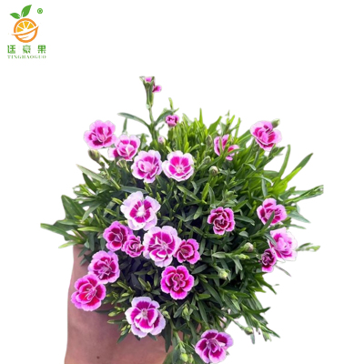 廷豪果 石竹花 高30cm /棵