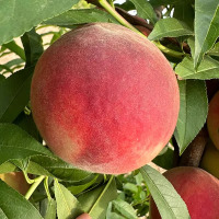 [熊猫鸟]露天新鲜 水蜜桃 大果 净重4.5斤 约7-12颗