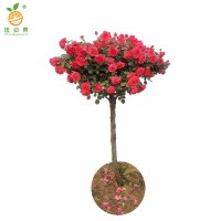 廷豪果 凤凰木 高1.2 株