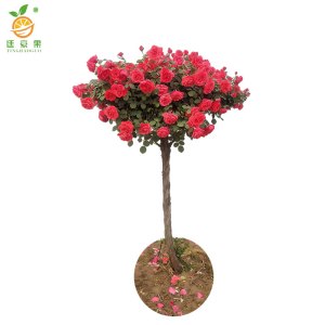 廷豪果 凤凰木 高1.2 株