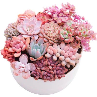 醉花春多肉植物价格 醉花春多肉植物最新报价 醉花春多肉植物多少钱 苏宁易购