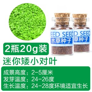 鱼缸水种籽不用泥的水种子牛毛毡珍珠水造景懒人水植物