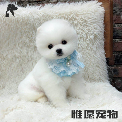 狗狗博美价格 狗狗博美最新报价 狗狗博美多少钱 苏宁易购