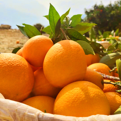 [西沛生鲜]重庆脐橙 净重8斤 大果 单果75mm+