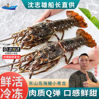 [国产]沈志雄船长 东山岛海鲜海捕小青龙虾鲜活速冻 400-450g/只 共2只