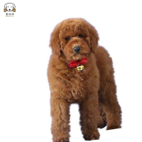 巨型贵宾犬幼犬狗狗活体巨贵幼犬纯种血统巨大型泰迪贵宾宠物狗卷毛贵宾大型泰迪狗健康保障视频挑选