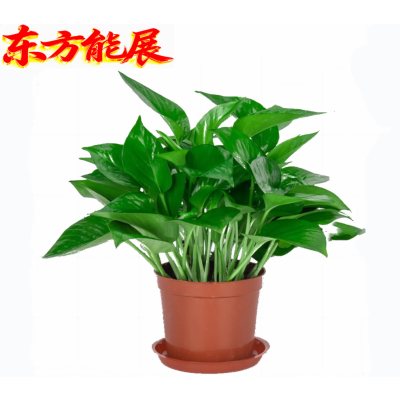 东方能展 植物