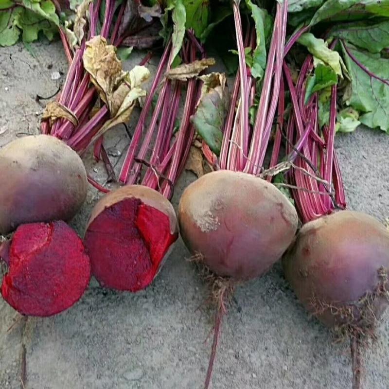 甜菜根5斤新鲜红心萝卜1斤小甜菜头红根农家蔬菜现拔紫甜菜头2020