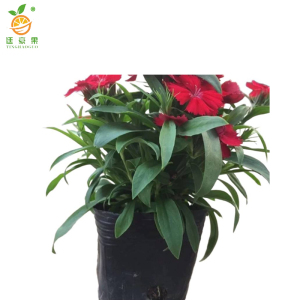 廷豪果 石竹苗 杯苗 /盆