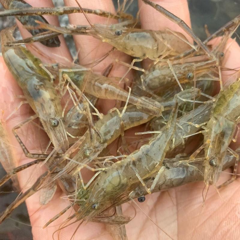 赛卡伊 微山湖河虾淡水新鲜青虾水产急冻小草虾醉虾批发 河虾3-4厘米