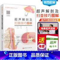 腹部超声:扫查技巧·分类判定·鉴别诊断图解 [正版]超声解剖及扫查技巧图解 诊断学医学影像图谱人体断层彩超书籍正常值测量