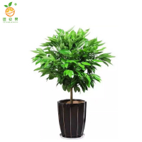 廷豪果 平安树盆栽 1.2米 /棵