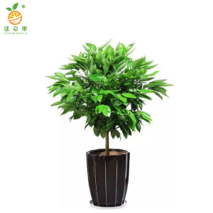 廷豪果 平安树盆栽 1.2米 /棵