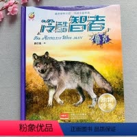 [正版]冷酷智者硬壳精装绘本大图大字揭秘动物世界图书籍儿童趣味科普知识狼王动物故事书3-6-8-10岁青少年科学百科故