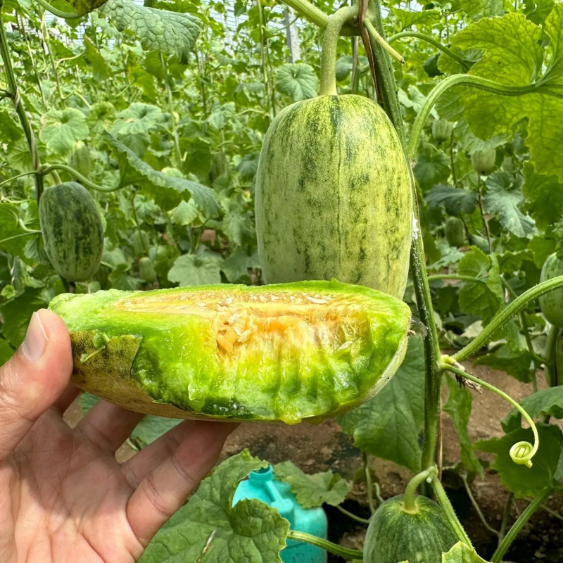 [鲜贝达]山东潍坊星甜金冠甜瓜4.5斤装